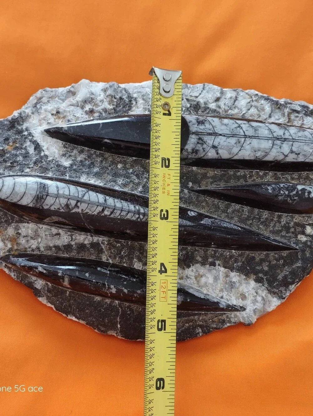 Black and White Orthoceras Fossil Polished Nautiloid Specimen